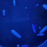 ヒメ日記 2025/11/10 08:32 投稿 さおり 横浜パフパフチェリーパイ