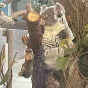 さおり ありがとう！！ 横浜パフパフチェリーパイ