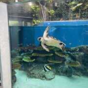 ヒメ日記 2025/12/29 20:32 投稿 さおり 横浜パフパフチェリーパイ