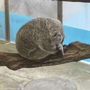 ヒメ日記 2026/05/14 08:32 投稿 さおり 横浜パフパフチェリーパイ