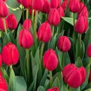 ヒメ日記 2025/03/07 19:22 投稿 えみこ 熟女の風俗最終章 相模原店