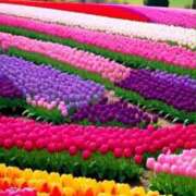 ヒメ日記 2025/04/10 11:21 投稿 えみこ 熟女の風俗最終章 相模原店