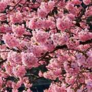 ヒメ日記 2025/04/12 20:29 投稿 えみこ 熟女の風俗最終章 相模原店