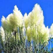 ヒメ日記 2025/09/10 18:01 投稿 えみこ 熟女の風俗最終章 相模原店