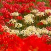 ヒメ日記 2025/10/04 10:00 投稿 えみこ 熟女の風俗最終章 相模原店