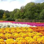 ヒメ日記 2025/10/23 11:50 投稿 えみこ 熟女の風俗最終章 相模原店