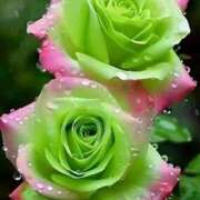 ヒメ日記 2025/11/02 18:54 投稿 えみこ 熟女の風俗最終章 相模原店