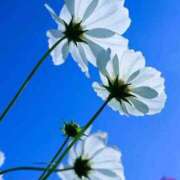 ヒメ日記 2025/11/03 11:21 投稿 えみこ 熟女の風俗最終章 相模原店