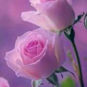 ヒメ日記 2026/03/04 14:50 投稿 えみこ 熟女の風俗最終章 相模原店