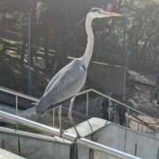 ヒメ日記 2025/03/14 23:15 投稿 しいな 奥鉄オクテツ大阪