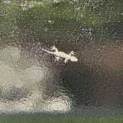 ヒメ日記 2025/07/23 04:33 投稿 八木(やぎ) 相模原人妻城