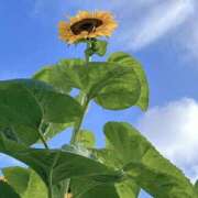 ヒメ日記 2025/08/05 15:00 投稿 八木(やぎ) 相模原人妻城