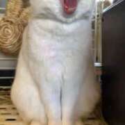 ヒメ日記 2025/04/01 20:38 投稿 カオル先生 IMS