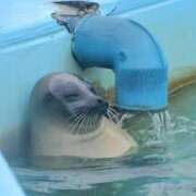 ヒメ日記 2025/09/06 00:11 投稿 倉野尾成美 多恋人倶楽部