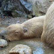 ヒメ日記 2025/10/10 10:44 投稿 倉野尾成美 多恋人倶楽部