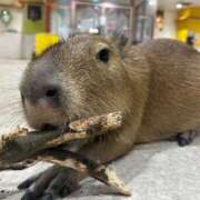 ヒメ日記 2025/11/07 19:21 投稿 倉野尾成美 多恋人倶楽部