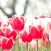 ヒメ日記 2025/01/19 14:56 投稿 こはる 東京妻next (京都グループ)