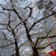 ヒメ日記 2025/04/03 23:54 投稿 高梨さな クラブ華