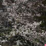 ヒメ日記 2026/03/30 01:36 投稿 高梨さな クラブ華