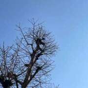 ヒメ日記 2025/01/23 13:56 投稿 内村 由美 30代40代50代と遊ぶなら博多人妻専科24時