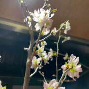 ヒメ日記 2025/03/15 13:50 投稿 内村 由美 30代40代50代と遊ぶなら博多人妻専科24時