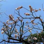 ヒメ日記 2025/03/22 13:41 投稿 内村 由美 30代40代50代と遊ぶなら博多人妻専科24時