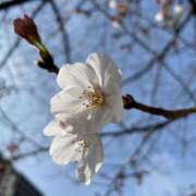 ヒメ日記 2025/03/25 11:17 投稿 内村 由美 30代40代50代と遊ぶなら博多人妻専科24時