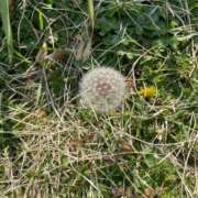 ヒメ日記 2025/04/11 17:12 投稿 内村 由美 30代40代50代と遊ぶなら博多人妻専科24時