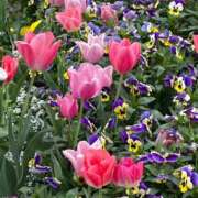 ヒメ日記 2025/04/17 13:40 投稿 内村 由美 30代40代50代と遊ぶなら博多人妻専科24時