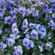 ヒメ日記 2025/04/26 14:06 投稿 内村 由美 30代40代50代と遊ぶなら博多人妻専科24時