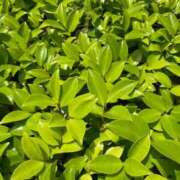 ヒメ日記 2025/05/31 13:50 投稿 内村 由美 30代40代50代と遊ぶなら博多人妻専科24時