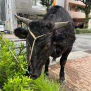 ヒメ日記 2025/10/25 13:51 投稿 内村 由美 30代40代50代と遊ぶなら博多人妻専科24時