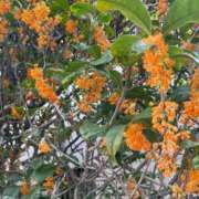 ヒメ日記 2025/11/01 13:52 投稿 内村 由美 30代40代50代と遊ぶなら博多人妻専科24時