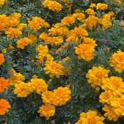 ヒメ日記 2025/11/17 13:44 投稿 内村 由美 30代40代50代と遊ぶなら博多人妻専科24時