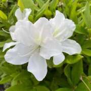 ヒメ日記 2026/04/11 18:06 投稿 内村 由美 30代40代50代と遊ぶなら博多人妻専科24時