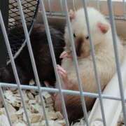 ヒメ日記 2025/07/22 19:27 投稿 知念(ちねん) 相模原人妻城