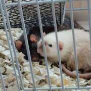 知念(ちねん) おはよございます❣️ 相模原人妻城