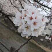 ヒメ日記 2025/03/30 18:21 投稿 ララ ヴィーナス(金津園)