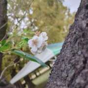 ヒメ日記 2026/03/01 08:12 投稿 ララ ヴィーナス(金津園)