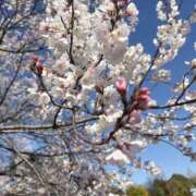 ヒメ日記 2026/03/18 12:03 投稿 ララ ヴィーナス(金津園)