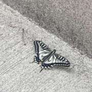 ヒメ日記 2026/04/05 17:12 投稿 ララ ヴィーナス(金津園)