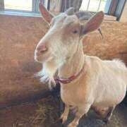 ヒメ日記 2026/04/17 07:39 投稿 ララ ヴィーナス(金津園)