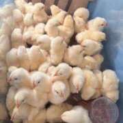 ヒメ日記 2026/04/27 08:51 投稿 ララ ヴィーナス(金津園)