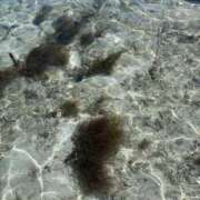 ヒメ日記 2026/02/06 21:01 投稿 つばめ 世界のあんぷり亭 新宿総本店