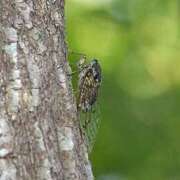ヒメ日記 2025/08/12 22:18 投稿 志摩かおる ローテンブルク