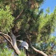 ヒメ日記 2025/08/15 21:42 投稿 志摩かおる ローテンブルク