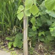 ヒメ日記 2025/08/18 23:15 投稿 志摩かおる ローテンブルク