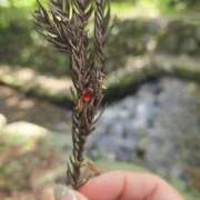 ヒメ日記 2025/08/27 23:28 投稿 志摩かおる ローテンブルク