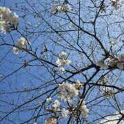 ヒメ日記 2026/03/28 22:41 投稿 志摩かおる ローテンブルク