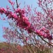 ヒメ日記 2026/04/03 23:53 投稿 志摩かおる ローテンブルク